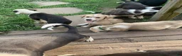Mixed Breed dogs for sale: Bear - Ad 4