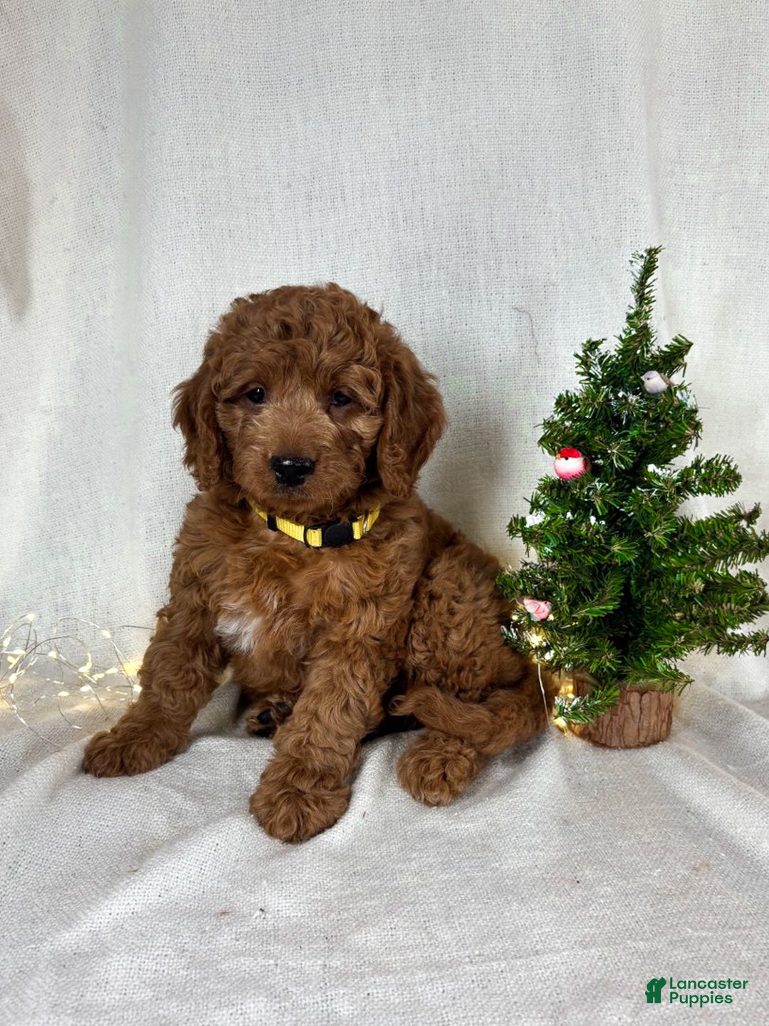 Goldendoodle dogs for sale: Bailey - Ad 4