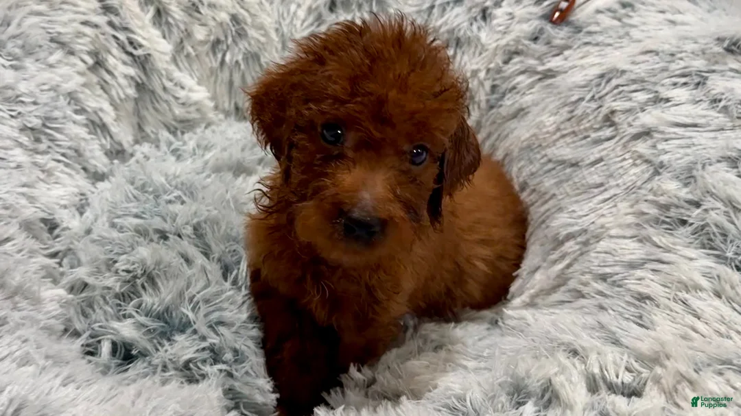 Goldendoodle dogs for sale: 💙 Mr. Royal Blue - Ad 1