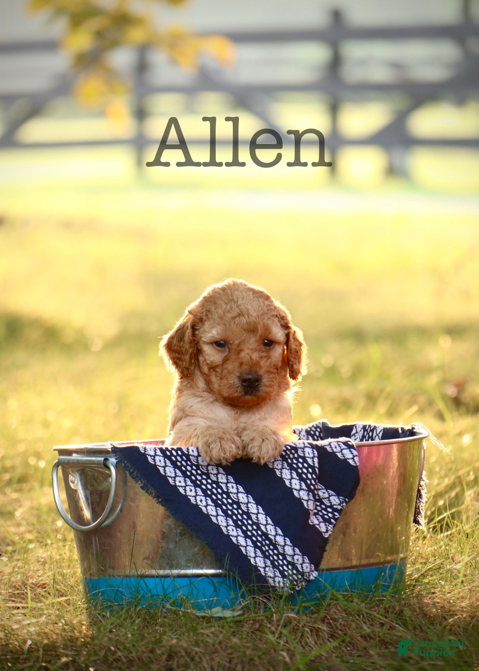 Mini Goldendoodle dogs Allen - Ad 1
