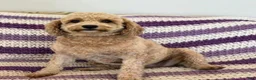 Mini Goldendoodle dogs for sale: Mini Goldendoodle Puppy 1 - Ad 5