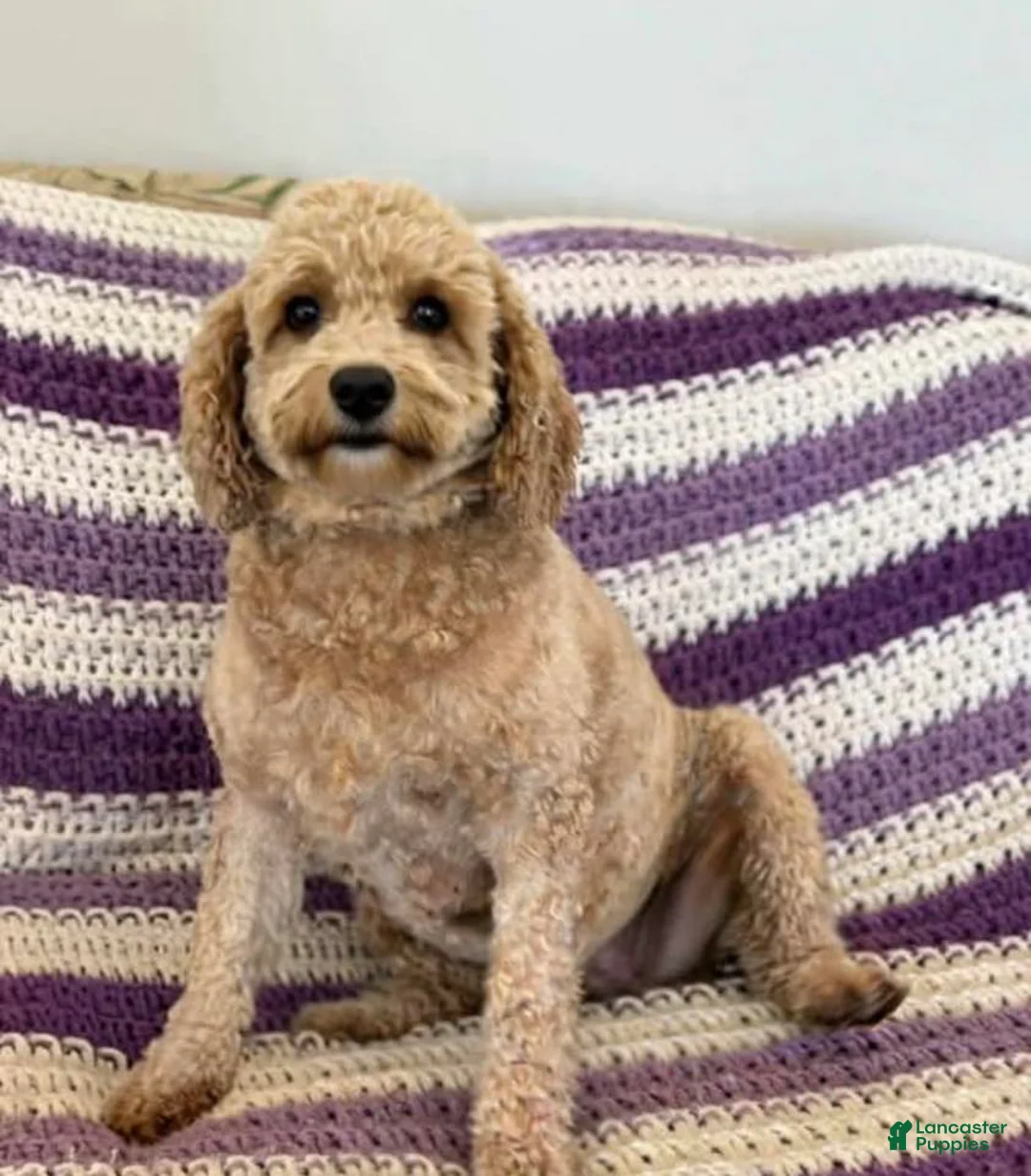 Mini Goldendoodle dogs for sale: Mini Goldendoodle Puppy 1 - Ad 5