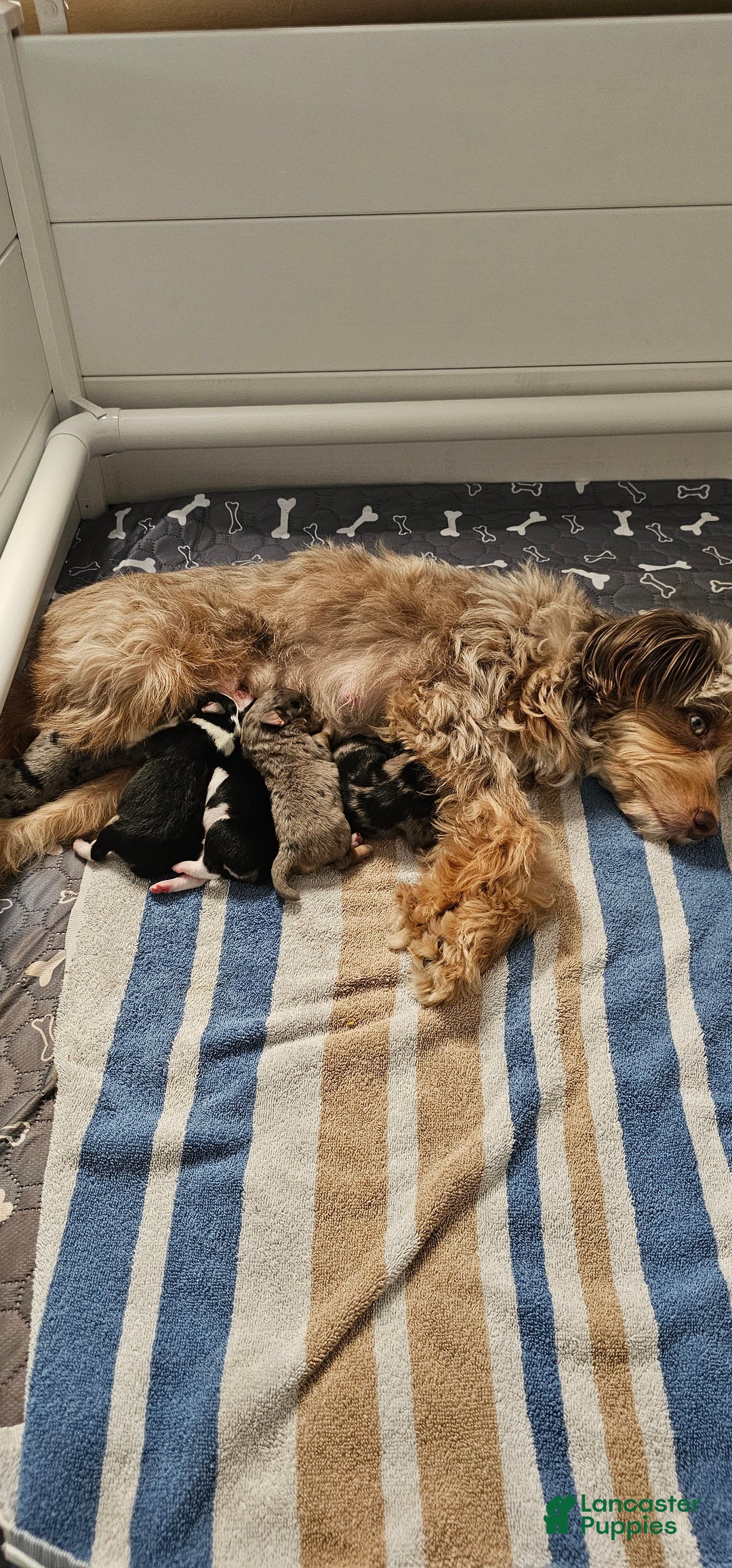 Mini Aussiedoodle dogs for sale: Mini Aussiedoodle Puppy 1 - Ad 4