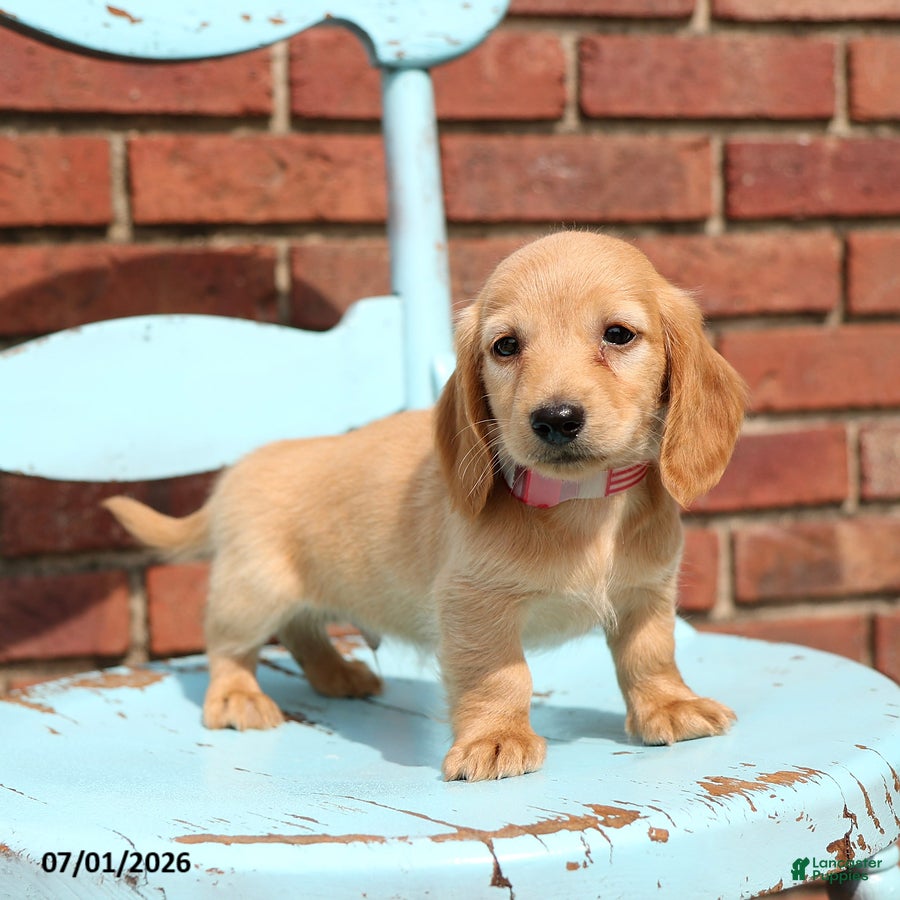 Miniature Dachshund dogs Lance - Ad 1
