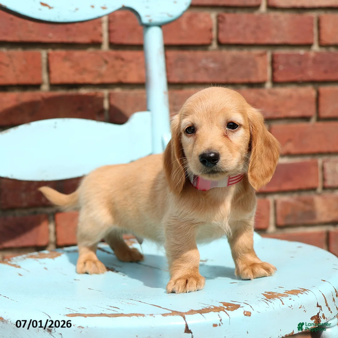 Miniature Dachshund dogs for sale: Lance - Ad 1