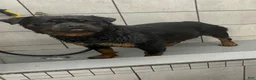 Rottweiler dogs for sale: Rottweiler Puppy 3 - Ad 9