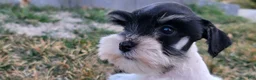 Miniature Schnauzer dogs for sale: Clementine, AKC Parti schnauzer - Ad 4