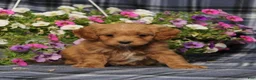 Cavapoo dogs for sale: BJ's Waverly - Ad 4