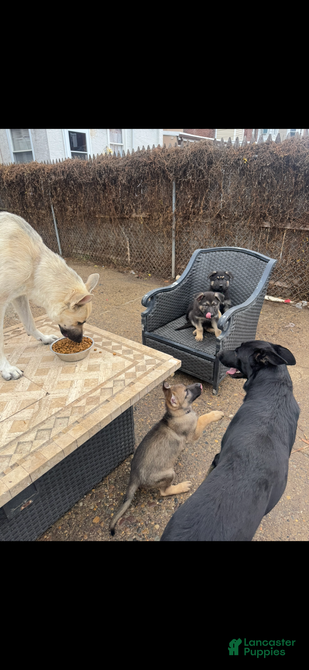 German Shepherd dogs for sale: German Shepherd Puppy 2 - Ad 7