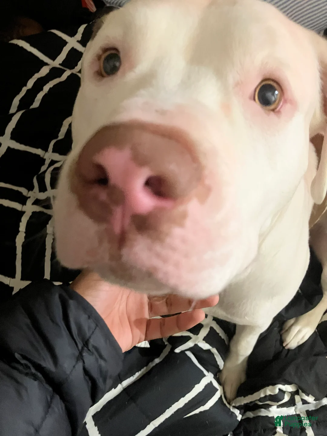 American Pit Bull Terrier dogs for sale: American Pit Bull Terrier 1 - Ad 2