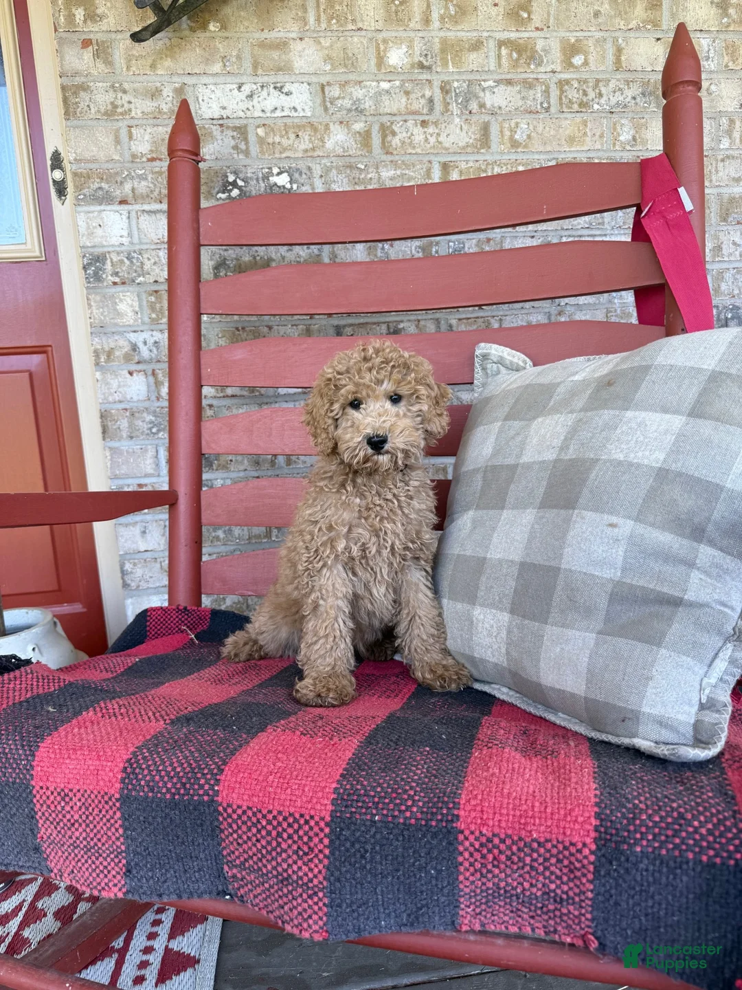 Mixed Breed dogs for sale: Myles - Ad 5