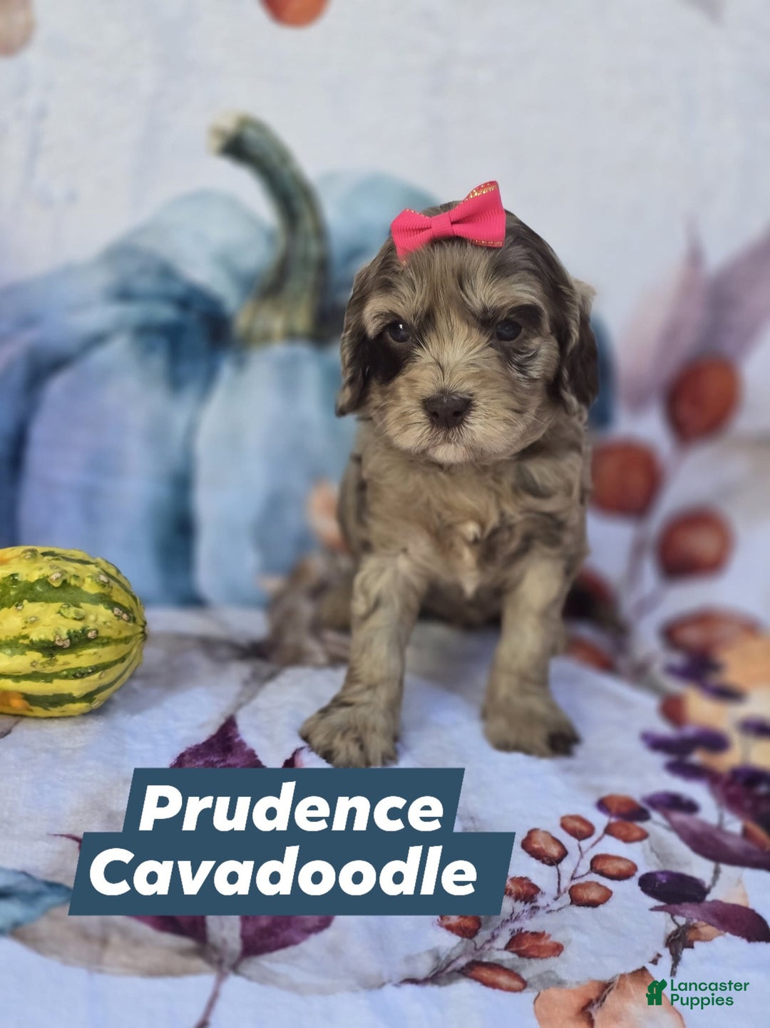 Mixed Breed dogs for sale: Prudence - Ad 7
