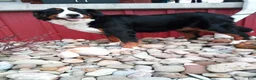Bernese Mountain Dog dogs for sale: Renae - Ad 6
