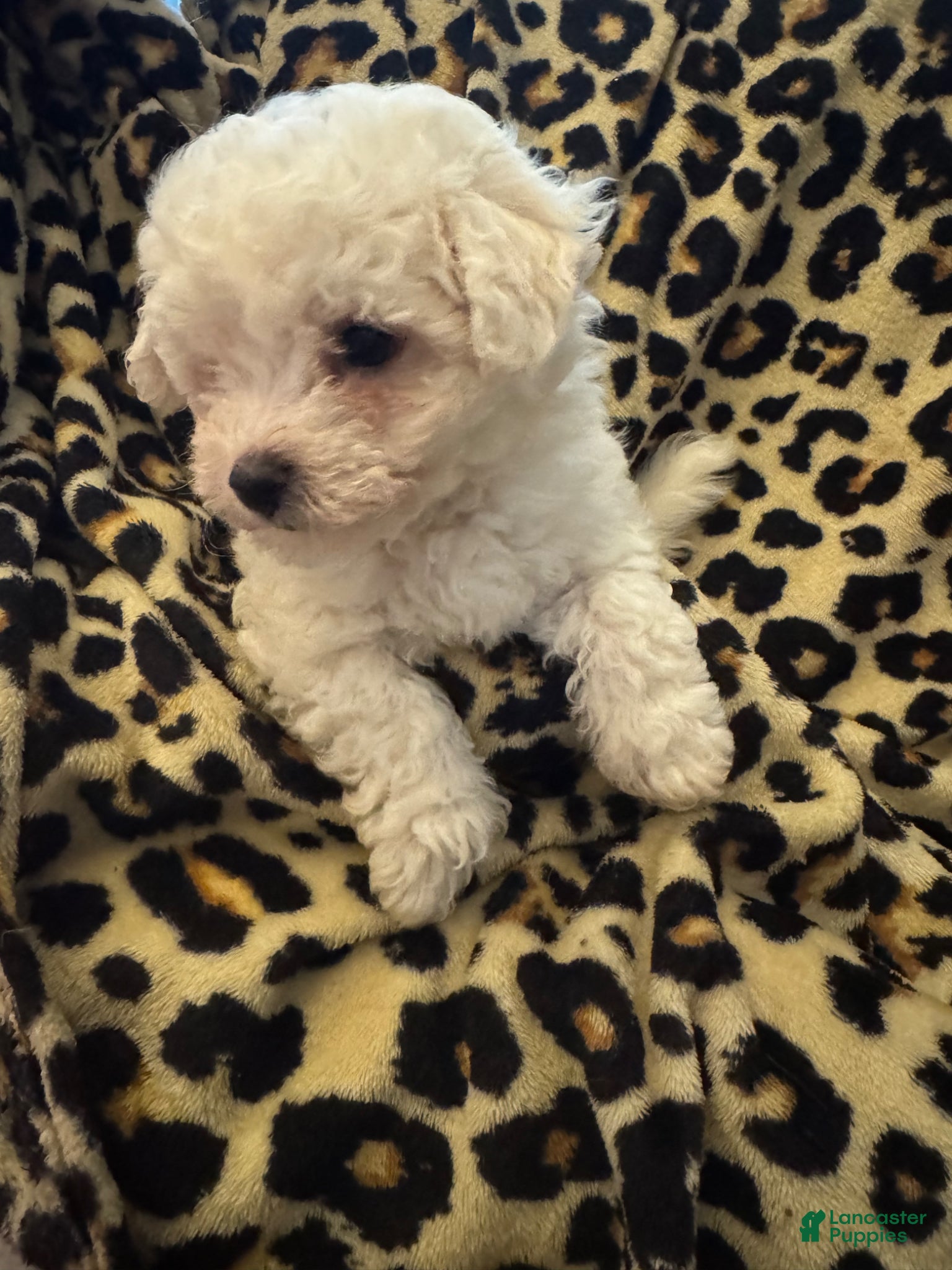 Bichon Frise dogs Bichon Frise Puppy 1 - Ad 1