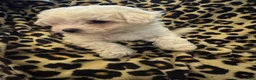 Bichon Frise dogs for sale: Bichon Frise Puppy 1 - Ad 1