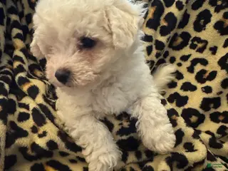Bichon Frise dogs for sale: Bichon Frise Puppy 1 - Ad 1