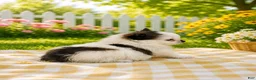 Pomeranian dogs for sale: Gigi  - Ad 2