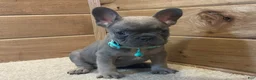 French Bulldog dogs for sale: Baily - Ad 2