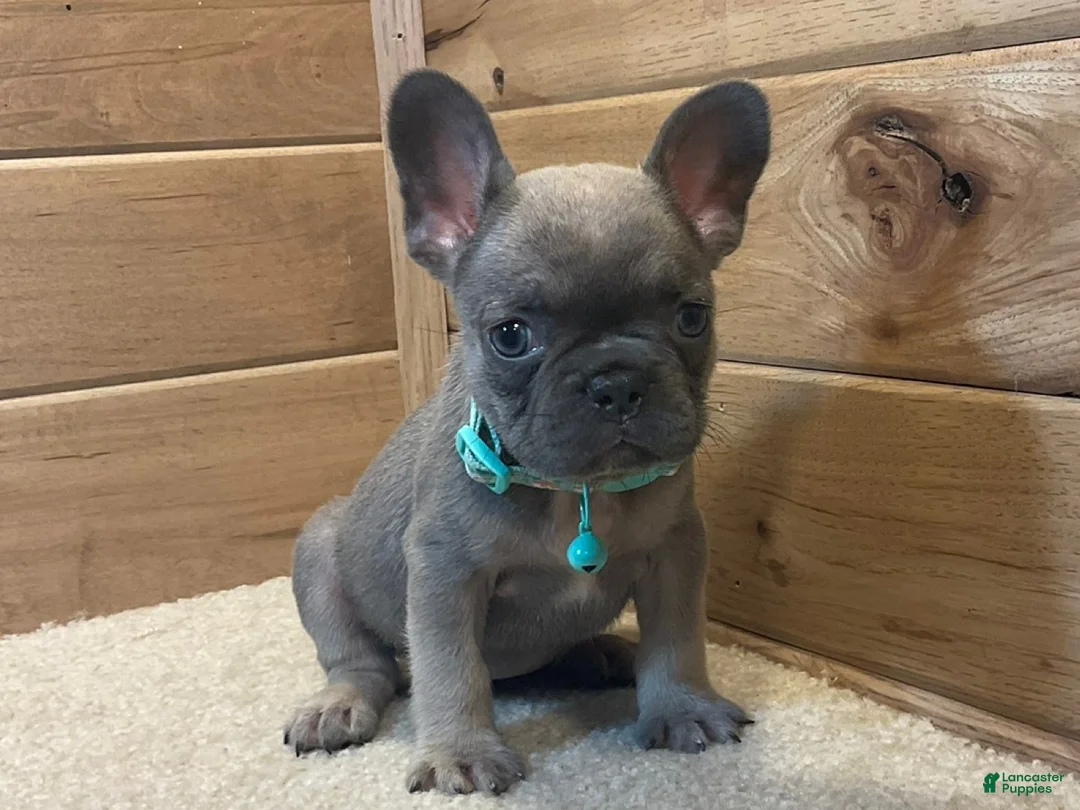 French Bulldog dogs for sale: Baily - Ad 2