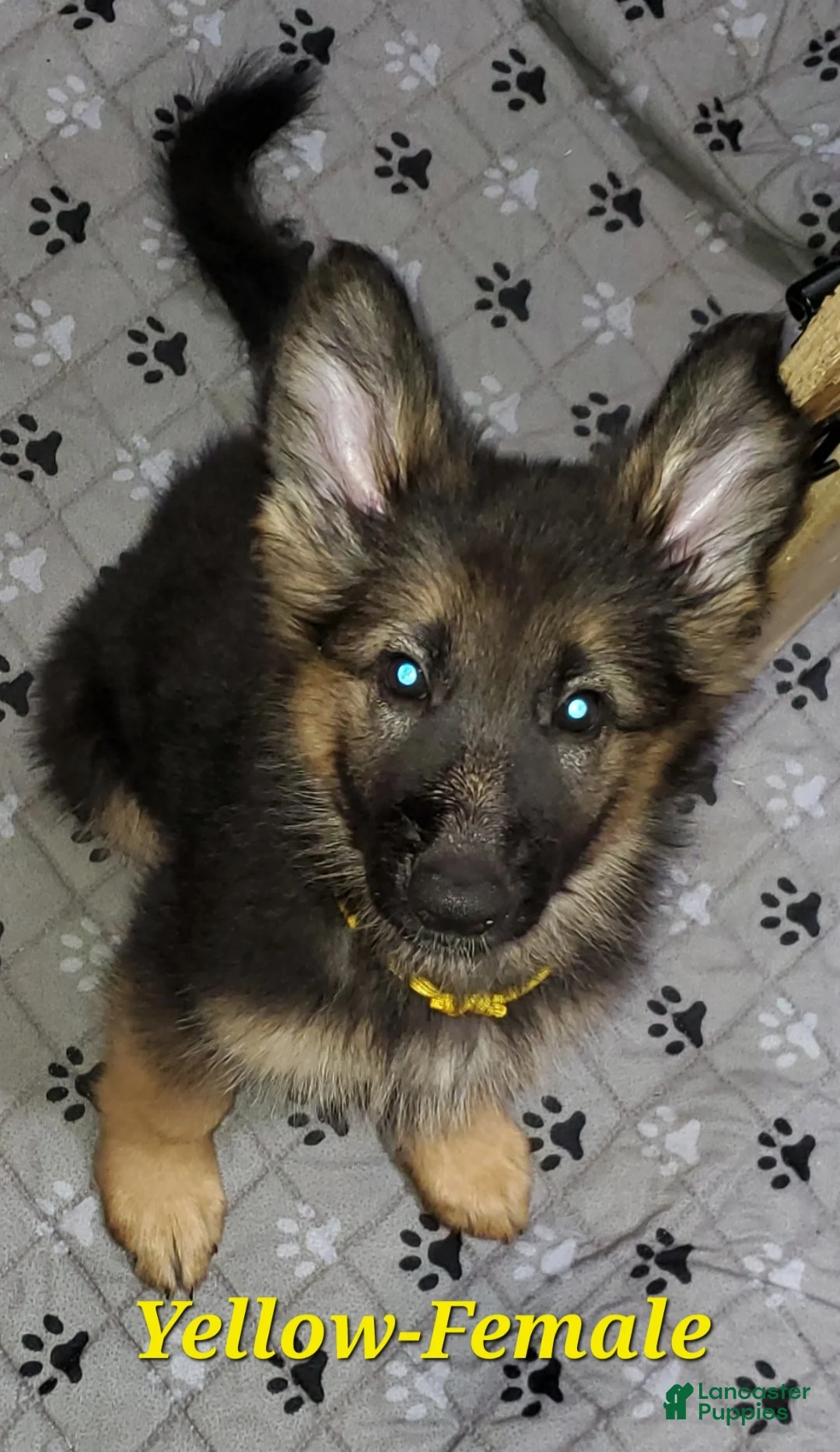 German Shepherd dogs for sale: Yellow - Ad 1