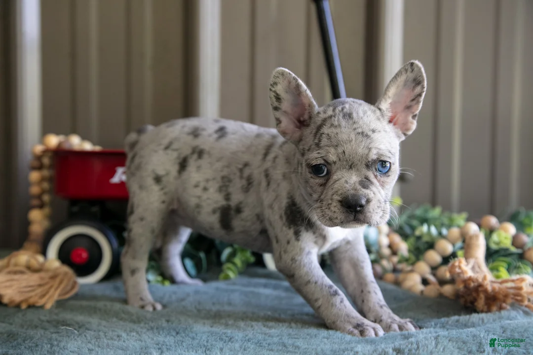 Mixed Breed dogs for sale: Beauty - Ad 1