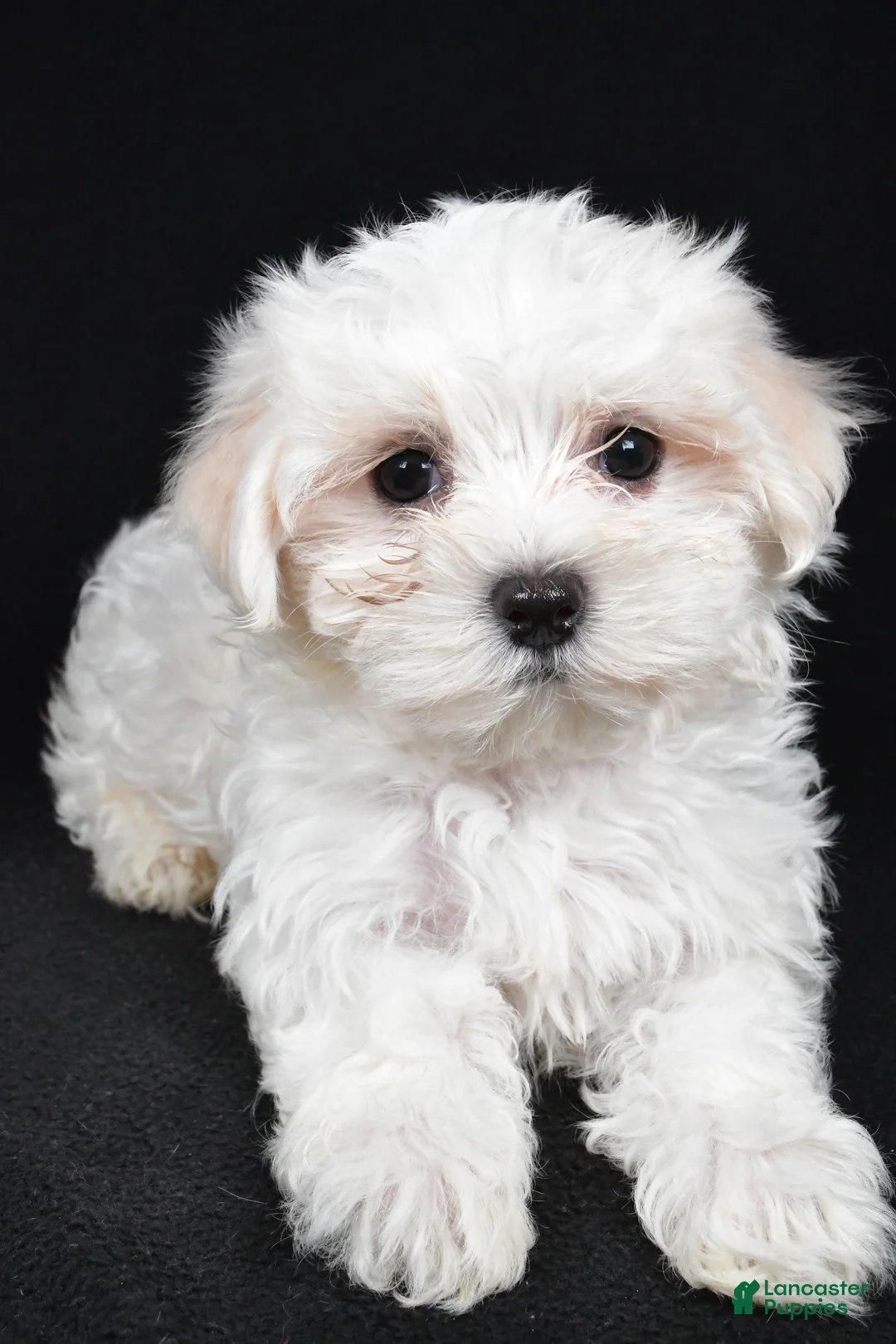 Maltese dogs for sale: Chloe - Ad 6