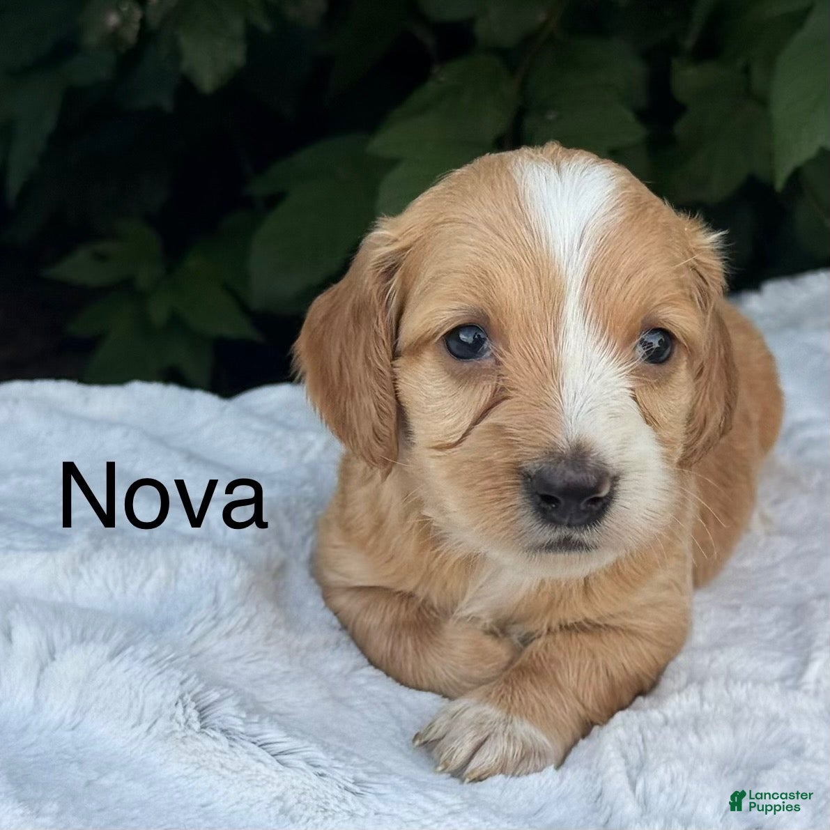 Miniature Dachshund dogs Nova - Ad 1