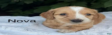 Nova