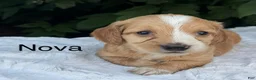 Miniature Dachshund dogs for sale: Nova - Ad 1