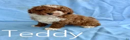 Miniature Poodle dogs for sale: Teddy - Ad 1