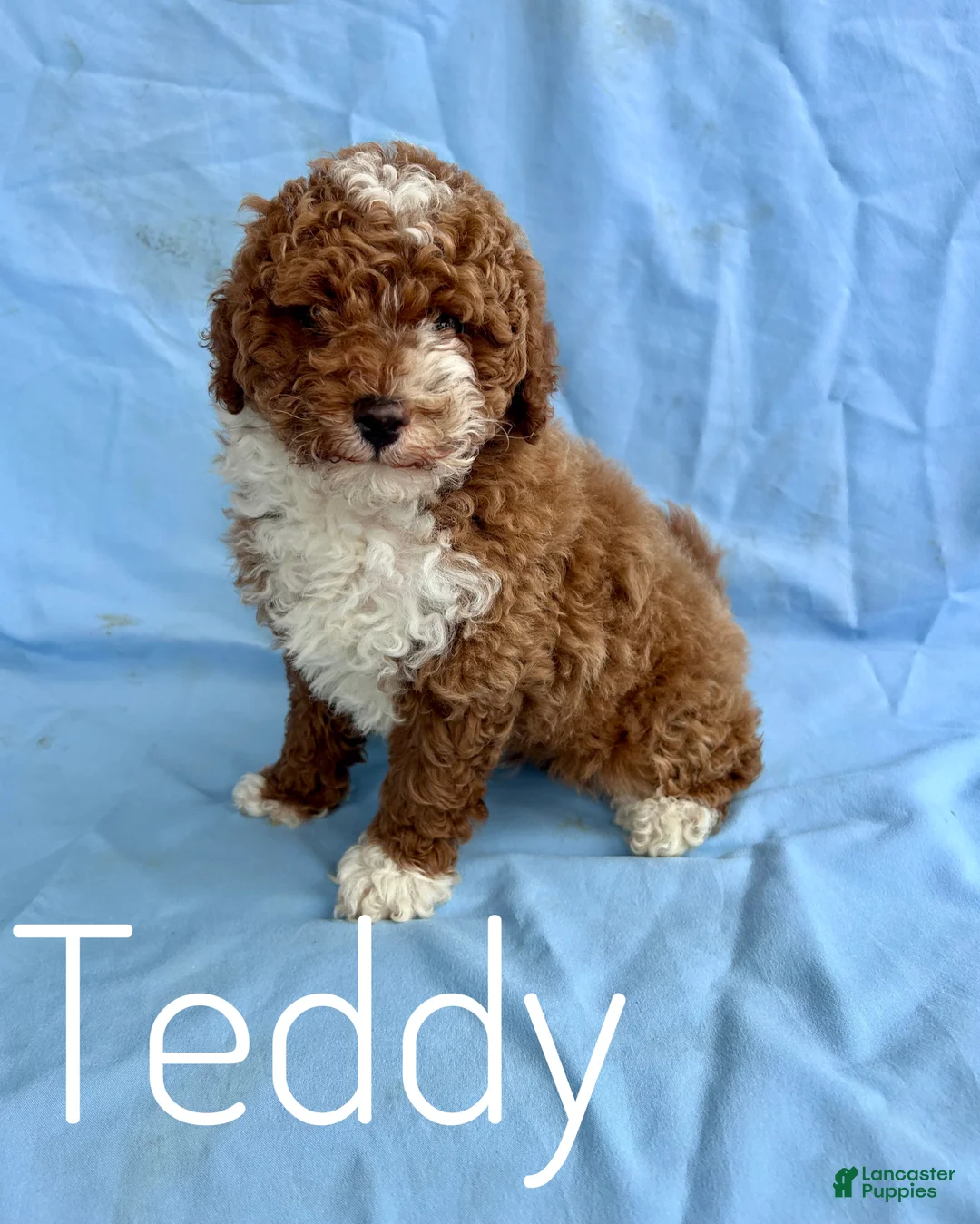 Miniature Poodle dogs for sale: Teddy - Ad 1