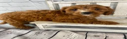 Cavapoo dogs for sale: Teddy - Ad 6