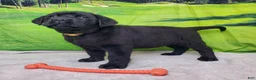 Labrador Retriever dogs for sale: Annie - Ad 6