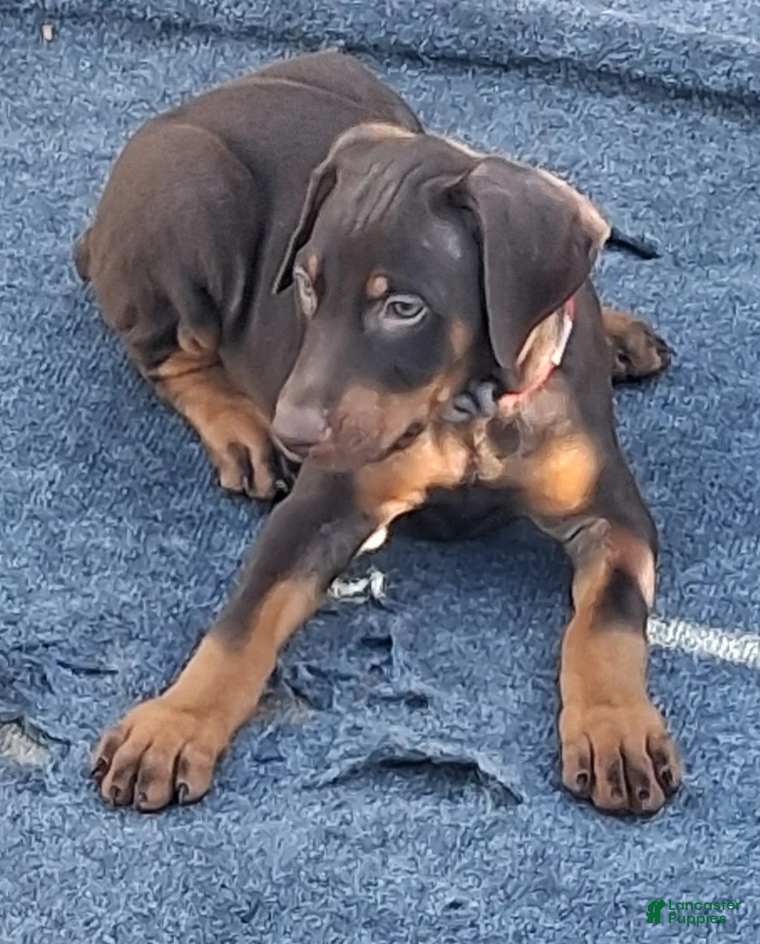 Doberman Pinscher dogs for sale: Doberman Pinscher Puppy 4 - Ad 1