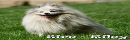 Pomeranian dogs for sale: Layla - Ad 11