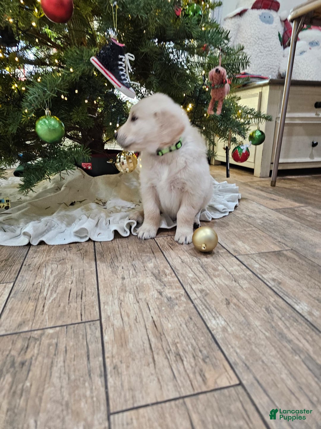 Golden Retriever dogs for sale: Golden Retriever Puppy 4 - Ad 52