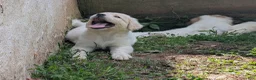 Mixed Breed dogs for sale: Silfy  - Ad 3