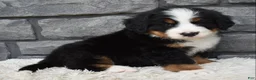 Bernese Mountain Dog dogs for sale: Bentley  - Ad 4