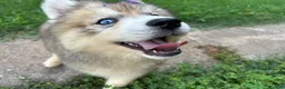 Siberian Husky dogs for sale: RISA - Ad 24