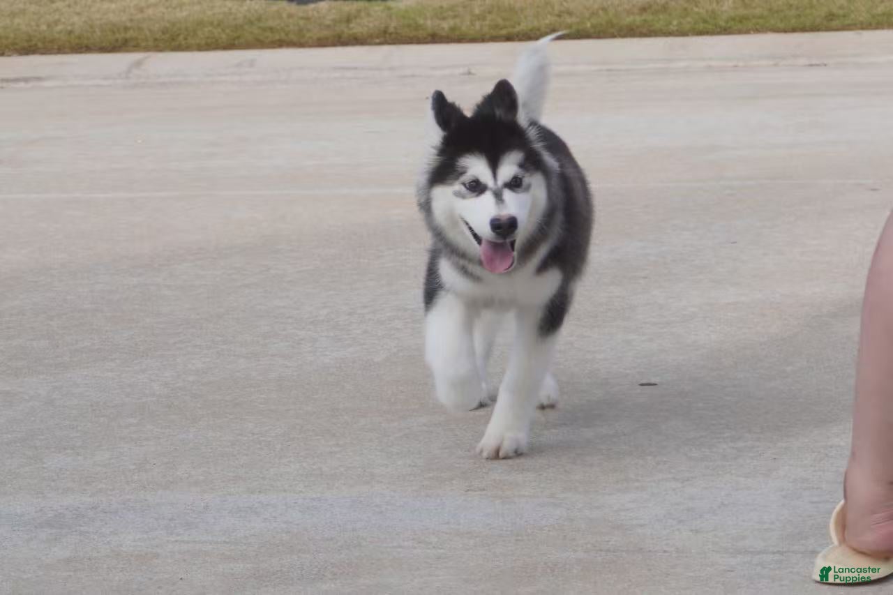Alaskan Malamute dogs Xiao Cheng - Ad 2