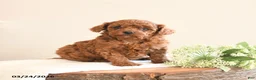 Toy Poodle dogs for sale: Teddy - Ad 1