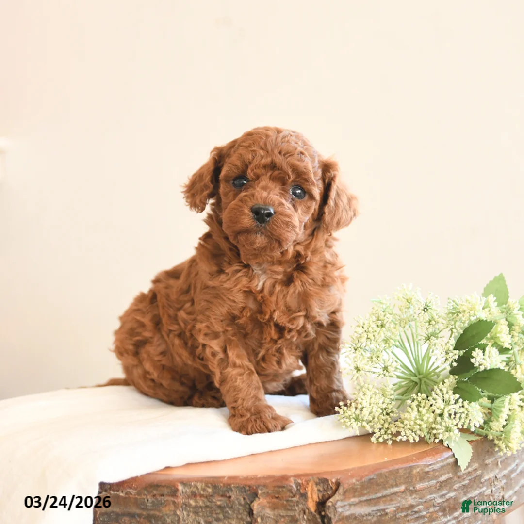 Toy Poodle dogs for sale: Teddy - Ad 1