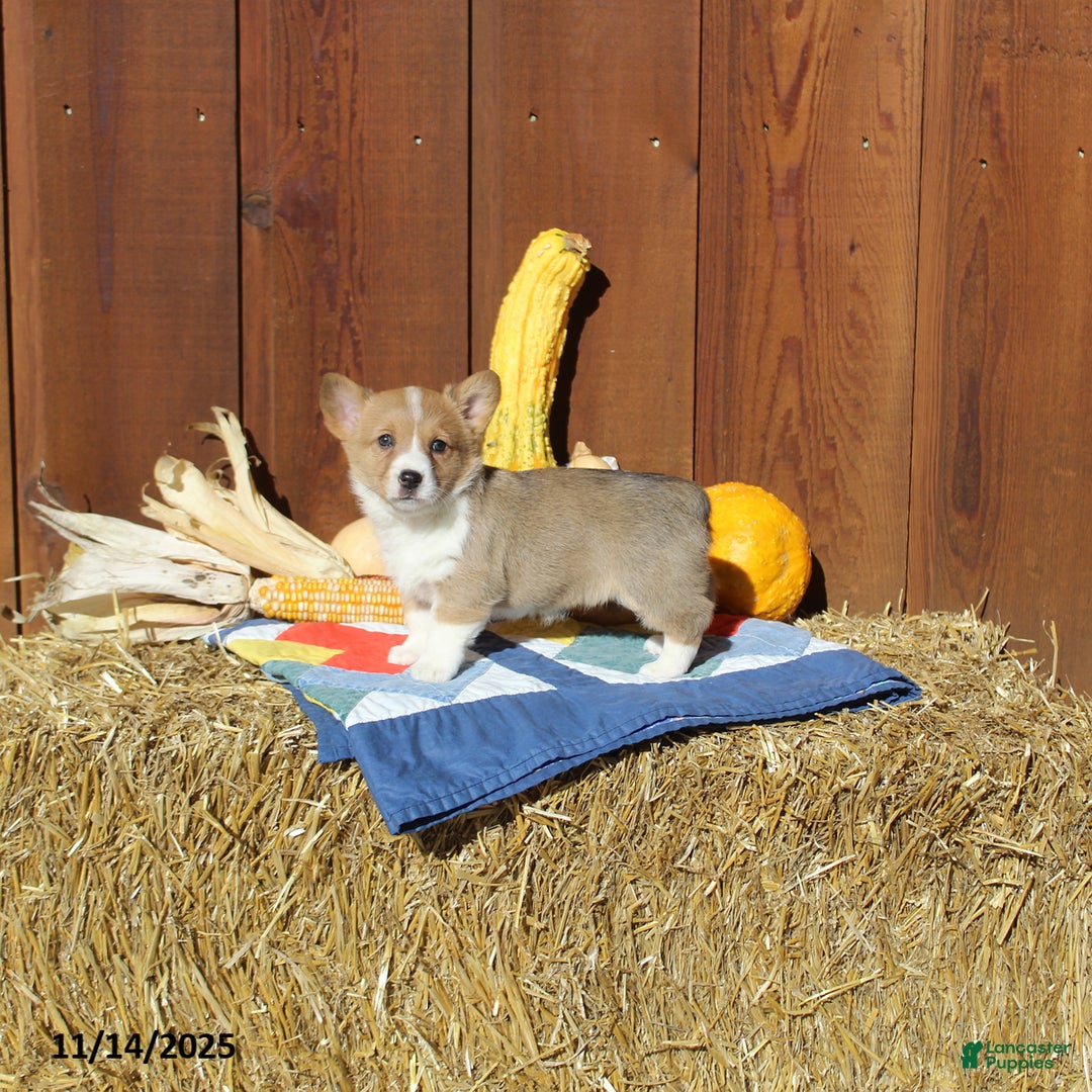 Welsh Corgi Pembroke dogs for sale: Macy - Ad 2