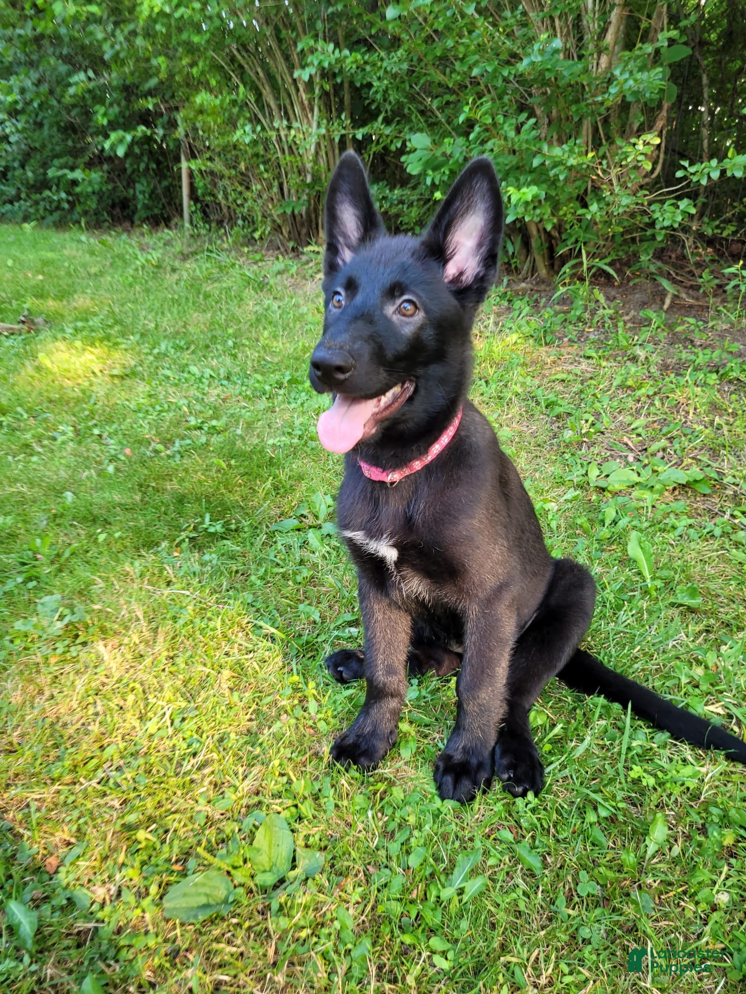 Mixed Breed dogs Freya - Ad 1