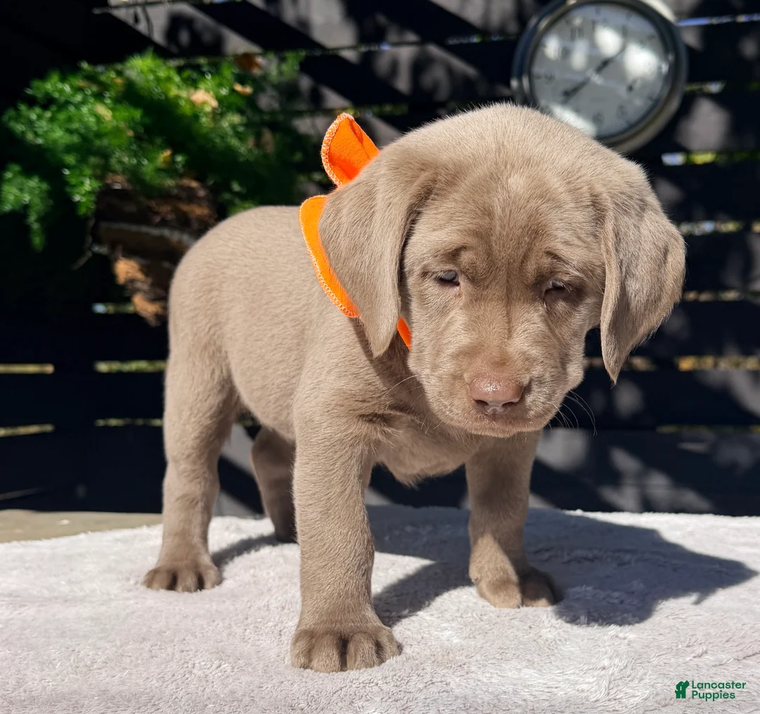 Labrador Retriever dogs for sale: Sienna - Ad 2