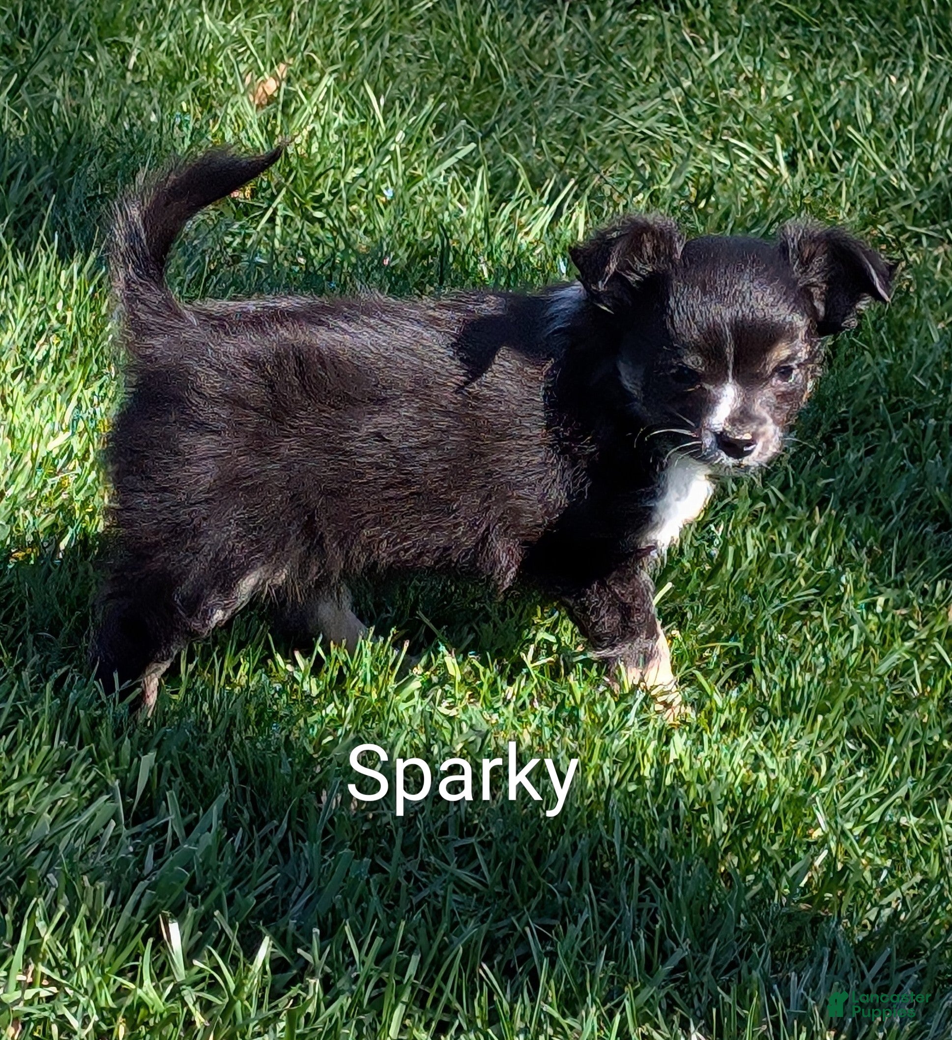 Chihuahua dogs Chihuahua Puppy 1 - Ad 2