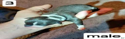 Italian Greyhound dogs for sale: Boy 3 - Ad 1