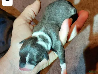Italian Greyhound dogs Boy 3 - Ad 29
