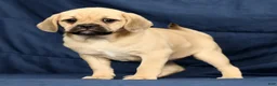 Puggle dogs for sale: Carla - Ad 8