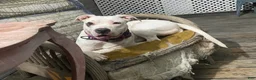 American Pit Bull Terrier dogs for sale: American Pit Bull Terrier 1 - Ad 3